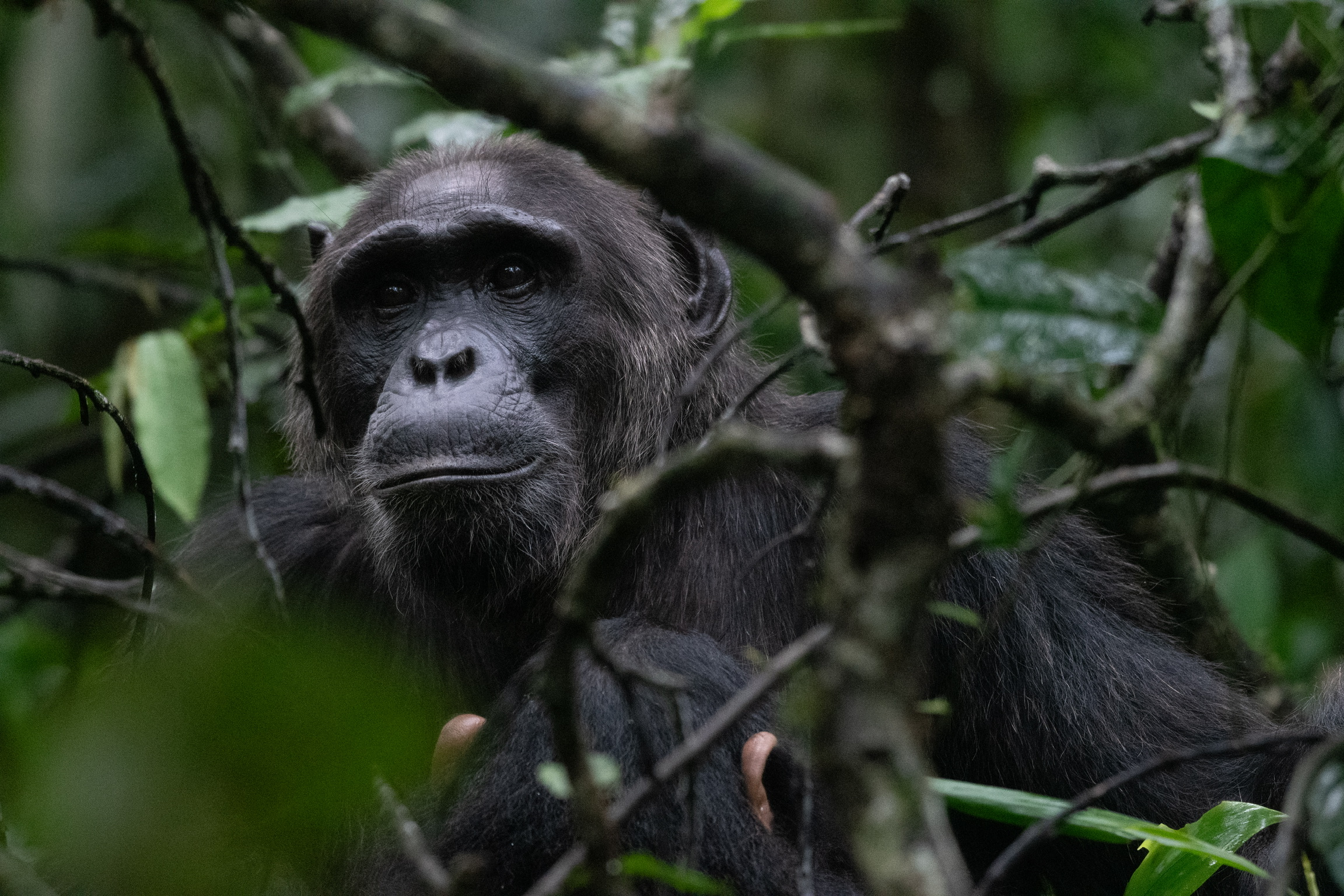 Mountain gorilla in Uganda